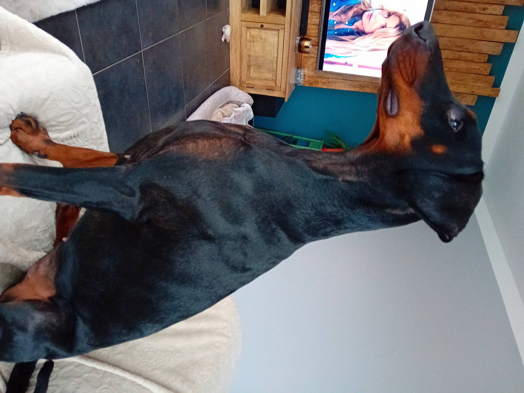 Tess participe au concours pour gagner de l'argent avec cette photo : art, bronze_sculpture, cabinetry, canidae, dog_breed, event, fawn, flesh, fur, guard_dog, human_leg, liver, snout, sporting_group, tail, tradition, visual_arts, wood, working_animal