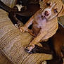Spencer joined the competition — help win amazing prizes! animal, brown_dog, closeup, companion, couch, cozy, cute, dog, fur, furniture, home, indoor, looking, paw, pet, puppy, resting, snuggling, tan_dog, young_dog