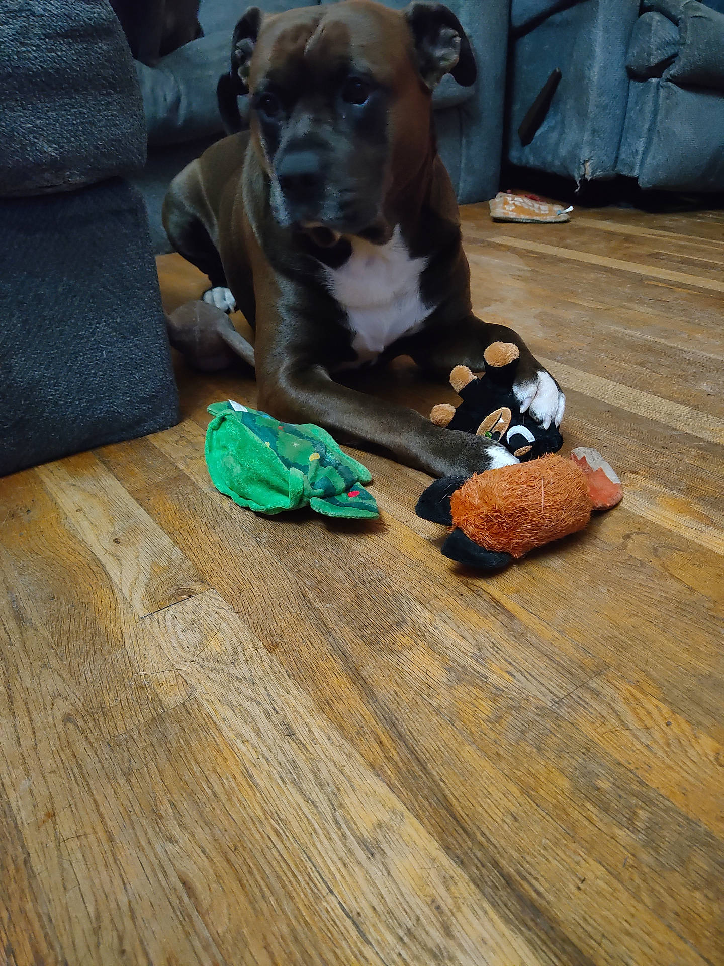 animal, architecture, boxer, building, bulldog, canine, couch, dog, furniture, hardwood, hound, indoors, interiordesign, livingroom, pet, pitbull, puppy, room, toy, wood