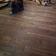 Spencer is registered to the contest to win money with this photo: animal, brown_dog, canine, companion, dog, domestic_animal, floor, home, indoor, large_dog, laying_down, mammal, pet, quiet, relaxed, resting, sleepy, tan_dog, two_dogs, wooden_floor