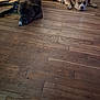 animal, brown_dog, canine, companion, dog, domestic_animal, floor, home, indoor, large_dog, laying_down, mammal, pet, quiet, relaxed, resting, sleepy, tan_dog, two_dogs, wooden_floor