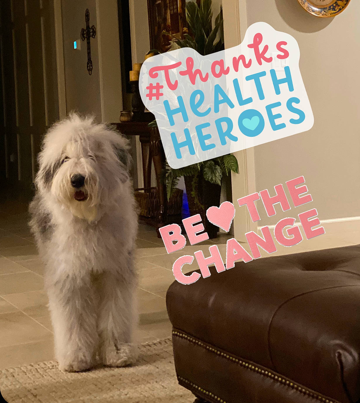 Rosie joined the competition — help win amazing prizes! automotive_tire, canidae, carnivore, comfort, companion_dog, couch, dog, dog_breed, dog_supply, door, flooring, font, fur, non_sporting_group, rectangle, small_terrier, sofa_bed, terrier, tire, toy_dog