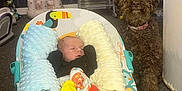 Tylan is registered to the contest to win money with this photo: baby, newborn, infant, baby_rocker, blanket, dog, brown_dog, carpet, indoor, furniture, chair, baby_toys, comfort, pet, animal, cute, home, resting, child, soft