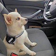Brochette participe au concours pour gagner de l'argent avec cette photo : puppy, dog, car, car_interior, seat, blue_eyes, pet, animal, cute, white_dog, seatbelt, steering_wheel, window, door, furry, young_dog, side_view, domestic_animal, leather, fabric_seat
