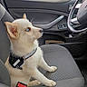 animal, blue_eyes, car, car_interior, cute, dog, domestic_animal, door, fabric_seat, furry, leather, pet, puppy, seat, seatbelt, side_view, steering_wheel, white_dog, window, young_dog