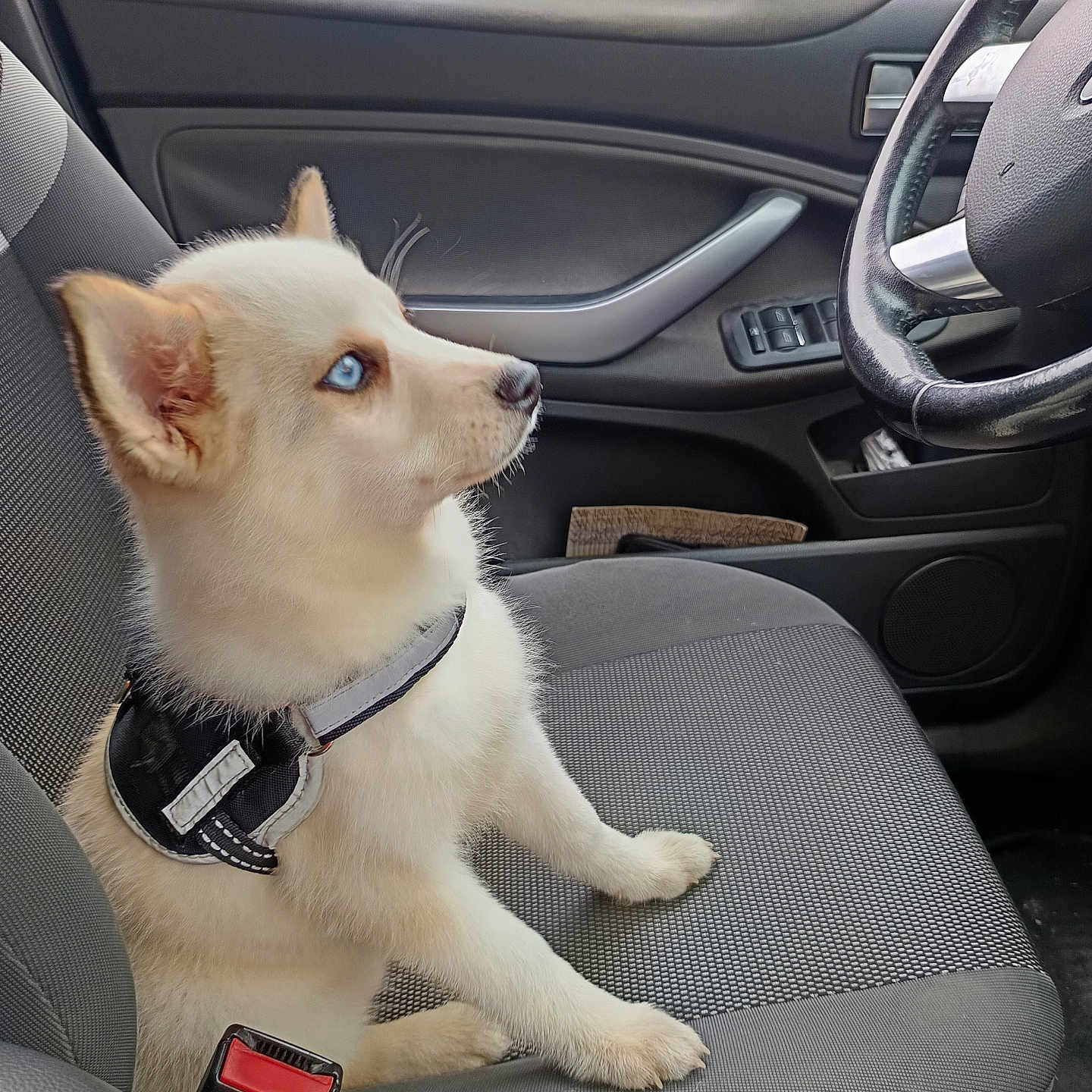 Brochette participe au concours pour gagner de l'argent avec cette photo : puppy, dog, car, car_interior, seat, blue_eyes, pet, animal, cute, white_dog, seatbelt, steering_wheel, window, door, furry, young_dog, side_view, domestic_animal, leather, fabric_seat