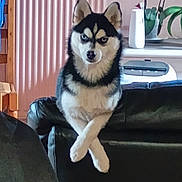 Vespa participe au concours pour gagner de l'argent avec cette photo : dog, husky, blue_eyes, pet, indoor, couch, leather_couch, crossed_paws, radiator, plant, houseplant, furniture, animal, canine, domestic_animal, sitting, looking_at_camera, black_and_white_fur, home_interior, relaxed