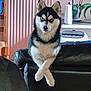 dog, husky, blue_eyes, pet, indoor, couch, leather_couch, crossed_paws, radiator, plant, houseplant, furniture, animal, canine, domestic_animal, sitting, looking_at_camera, black_and_white_fur, home_interior, relaxed