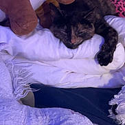 Hibou a rejoint le concours — aidez-le/la à gagner de superbes lots ! cat, tortoiseshell_cat, sleeping, blanket, plush_toy, soft, cozy, indoor, pet, resting, comfort, feline, nap, fur, pink_pattern, fabric, cushion, relaxation, animal, warm