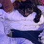 cat, tortoiseshell_cat, sleeping, blanket, plush_toy, soft, cozy, indoor, pet, resting, comfort, feline, nap, fur, pink_pattern, fabric, cushion, relaxation, animal, warm