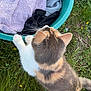 cat, laundry_basket, clothes, grass, outdoor, animal, pet, curious, paw, yellow_flower, greenery, feline, fur, nature, daylight, teal, white, gray, orange, playful