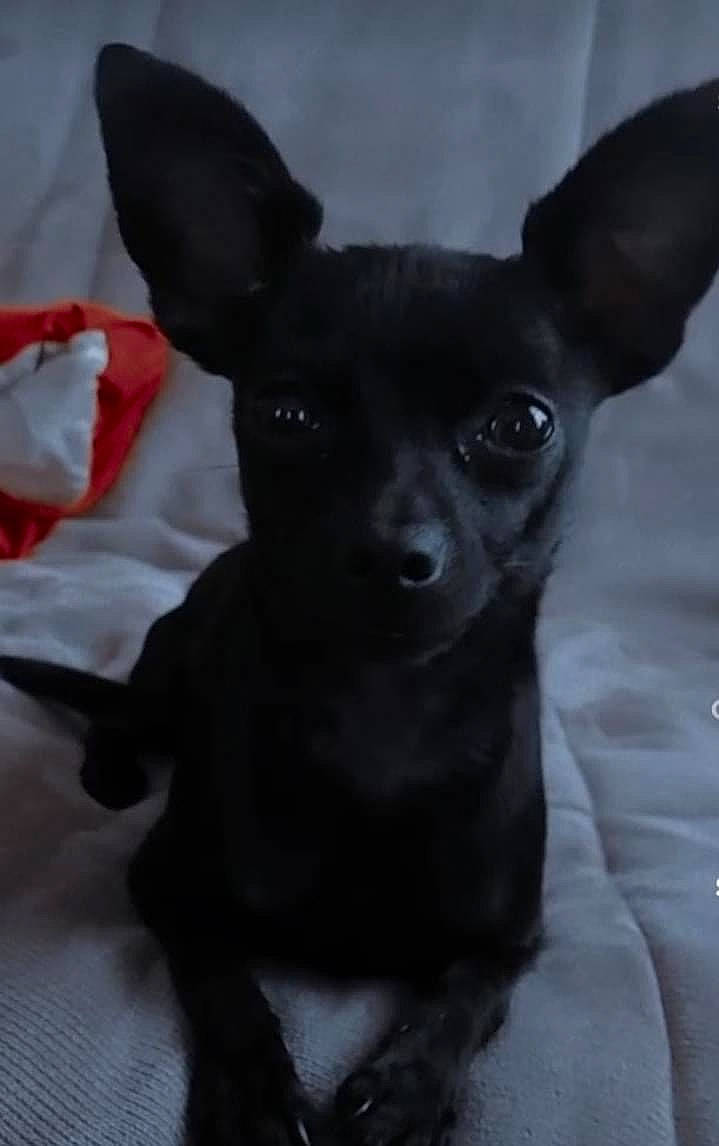 Lucy joined the competition — help win amazing prizes! canidae, carmine, carnivore, chihuahua, companion_dog, corgi_chihuahua, dog, dog_breed, ear, fawn, fur, grey, non_sporting_group, prazsky_krysarik, sporting_group, terrestrial_animal, toy_dog, whiskers, working_animal