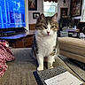artwork, blanket, carpet, cat, couch, cozy, curious, furniture, handwriting, indoor, legs, living_room, notebook, ottoman, person, pet, tabby_cat, table, television, window