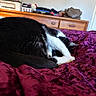 animal, bed, black_and_white, blanket, cat, cozy, cute, domestic, dresser, fur, furniture, indoor, napping, paw, pet, purple, relaxed, resting, sleeping, soft