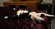 Jayjay is registered to the contest to win money with this photo: animal, bed, bedroom, black_and_white, blanket, carpet, cat, claws, domestic, dresser, feline, fur, indoor, paws, pet, relaxed, resting, stretching, television, wooden_furniture