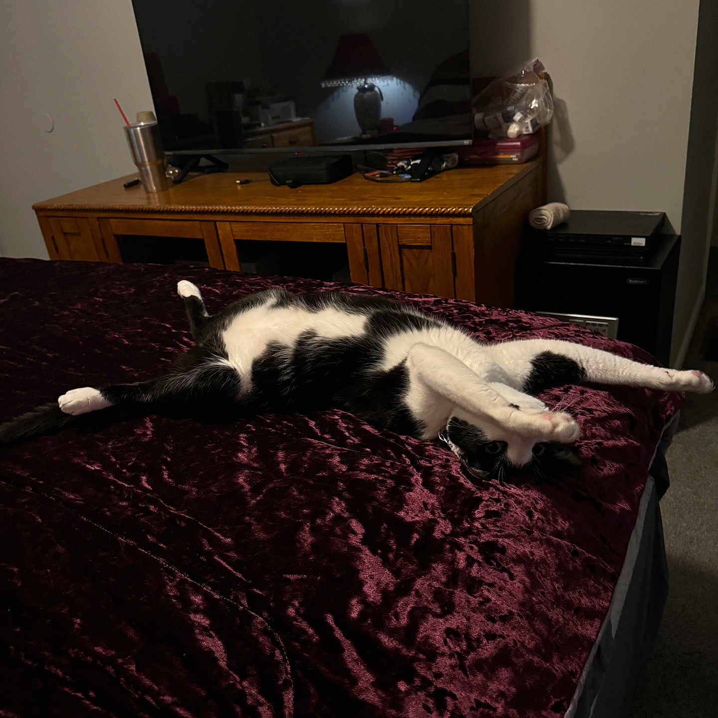 Jayjay is registered to the contest to win money with this photo: cat, bed, blanket, stretching, black_and_white, feline, indoor, bedroom, television, dresser, wooden_furniture, carpet, relaxed, pet, animal, domestic, fur, claws, paws, resting