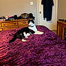 Jayjay joined the competition — help win amazing prizes! animal, bed, black_and_white_cat, cat, collar, cozy, curious, domestic, door, dresser, furniture, home, indoor, looking_at_camera, pet, purple_bedspread, relaxed, robe, room, wooden_furniture