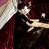 Jayjay is registered to the contest to win money with this photo: animal, black_and_white, blanket, cat, claw, cozy, domestic_cat, feline, fur, indoor, laid_back, paw, pet, pink_nose, relaxed, resting, sleepy, soft, velvet, whiskers