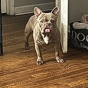 Sun is registered to the contest to win money with this photo: animal, brown, canine, companion, cute, dog, domestic, doorway, ears_up, floor, french_bulldog, household, indoor, pet, pet_bed, playful, standing, tongue, tongue_out, wooden_floor