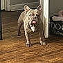 animal, brown, canine, companion, cute, dog, domestic, doorway, ears_up, floor, french_bulldog, household, indoor, pet, pet_bed, playful, standing, tongue, tongue_out, wooden_floor