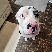 Bella Mae is registered to the contest to win money with this photo: dog, blue_eyes, white_fur, black_spots, nose, pet, indoor, kitchen, tile_floor, rug, looking_up, curious, sitting, canine, animal, domestic, close_up, floor, human_feet, cabinet