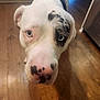 Bella Mae is registered to the contest to win money with this photo: dog, close_up, blue_eyes, white_fur, black_spots, curious, indoor, wooden_floor, pet, canine, house, kitchen, domestic_animal, animal_face, snout, ears, looking_up, fur_pattern, companion, friendly