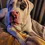 Bella Mae joined the competition — help win amazing prizes! dog, white_dog, black_spots, pink_nose, indoor, blanket, resting, pet, animal, cozy, fur, closeup, portrait, cute, laying_down, domestic_animal, canine, relaxed, warm_lighting, bedroom