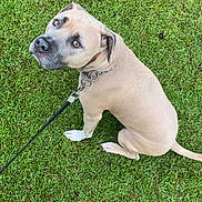 Brick is registered to the contest to win money with this photo: dog, leash, grass, outdoor, pet, canine, brown_dog, sitting, looking_up, collar, paw, foot, human, nature, summer, daylight, animal, cute, friendly, companion