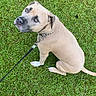 dog, leash, grass, outdoor, pet, canine, brown_dog, sitting, looking_up, collar, paw, foot, human, nature, summer, daylight, animal, cute, friendly, companion