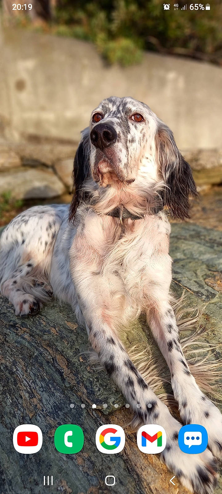 Jackson participe au concours pour gagner de l'argent avec cette photo : canidae, carnivore, companion_dog, dog, dog_breed, fawn, fur, grass, gun_dog, hunting_dog, liver, snout, soil, spaniel, sporting_group, terrestrial_animal, wildlife