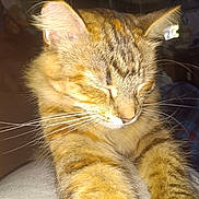 Lilia joined the competition — help win amazing prizes! animal, cat, close_up, cute, domestic, face, feline, fur, indoor, mammal, paw, pet, portrait, relaxed, sleepy, soft, stretching, stripes, tabby, whiskers