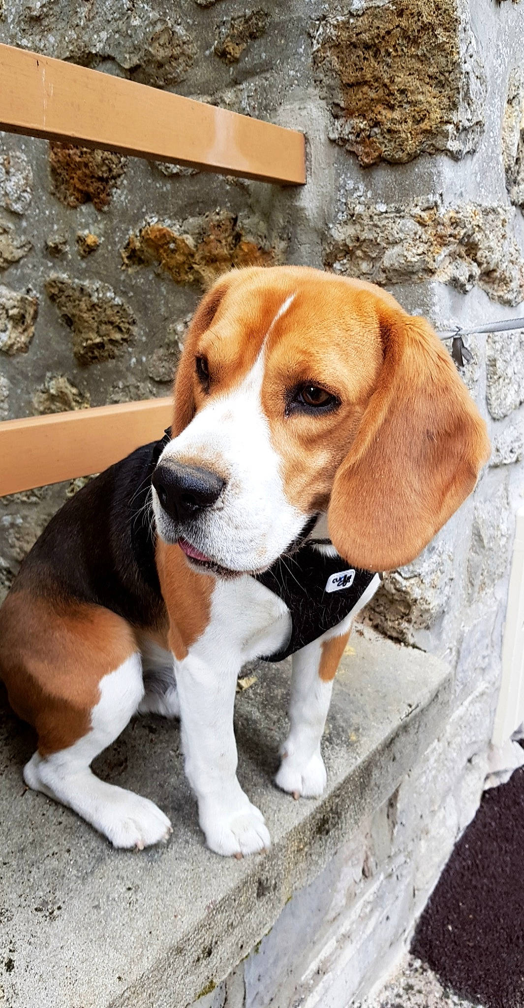 Monsieur participe au concours pour gagner de l'argent avec cette photo : beagle, beagle_harrier, canidae, carnivore, collar, companion_dog, dog, dog_breed, fawn, finnish_hound, hound, hunting_dog, pet_supply, scent_hound, snout, sporting_group, tail, working_animal