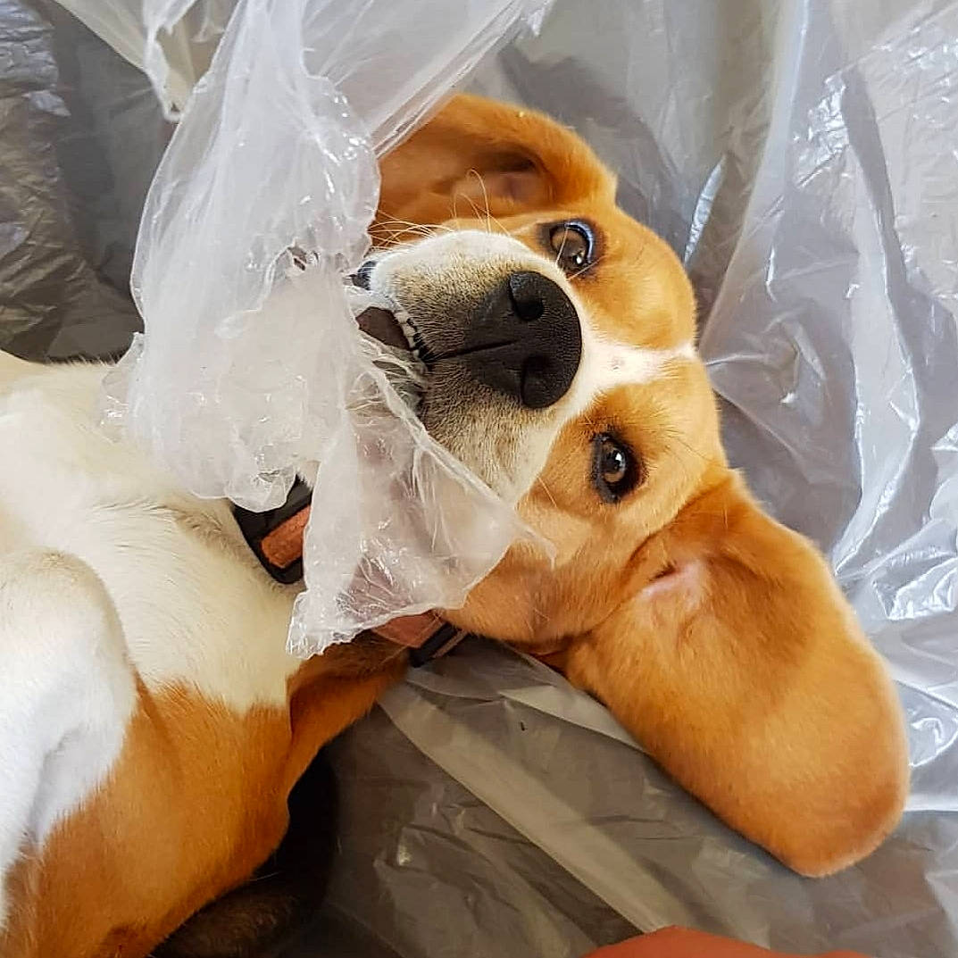 Monsieur participe au concours pour gagner de l'argent avec cette photo : bed, canidae, carnivore, comfort, companion_dog, dog, dog_breed, ear, fawn, fur, linens, plush, snout, sporting_group, stuffed_toy, terrestrial_animal, textile, toy, whiskers, working_animal