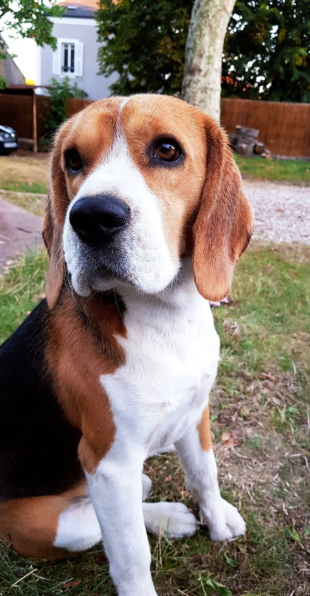 Monsieur a rejoint le concours — aidez-le/la à gagner de superbes lots ! car, carnivore, collar, companion_dog, dog, dog_breed, hound, hubcap, hunting_dog, plant, snout, terrestrial_animal, tree, wheel