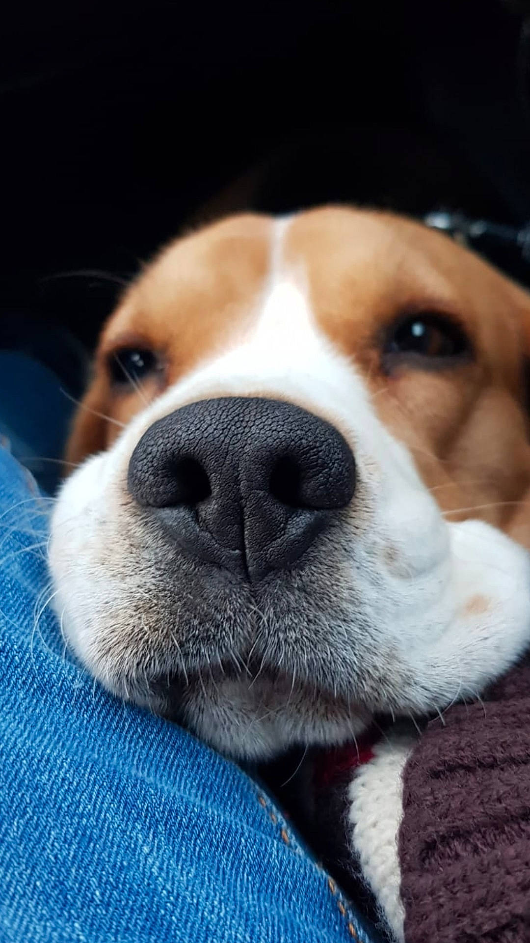 Monsieur a rejoint le concours — aidez-le/la à gagner de superbes lots ! beagle, bored, canidae, carnivore, collar, companion_dog, dog, dog_breed, electric_blue, fawn, finnish_hound, fur, hound, paw, scent_hound, snout, sporting_group, whiskers, working_animal, working_dog