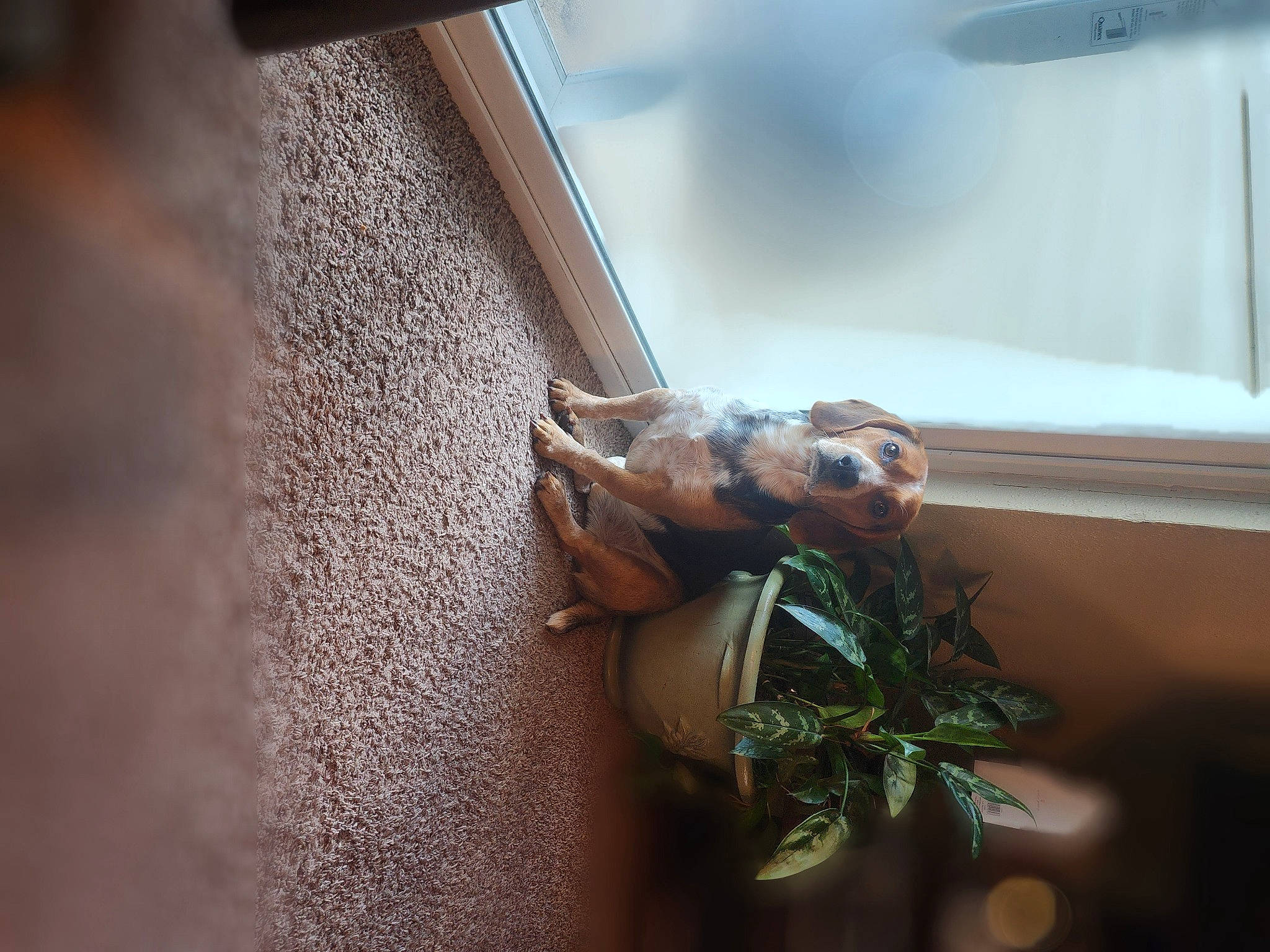 Buford joined the competition — help win amazing prizes! claw, daylighting, door, glass, hardwood, herb, insect, invertebrate, metal, nail, plant_stem, reptile, room, scaled_reptile, soil, terrestrial_animal, twig, vehicle_door, windshield, wood