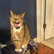 Mittens joined the competition — help win amazing prizes! cat, tabby, indoor, yawning, collar, bell, feline, pet, wooden_floor, door, blue_wall, furniture, cord, whiskers, sitting, mouth_open, fur, animal, home, relaxed
