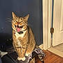 cat, tabby, indoor, yawning, collar, bell, feline, pet, wooden_floor, door, blue_wall, furniture, cord, whiskers, sitting, mouth_open, fur, animal, home, relaxed