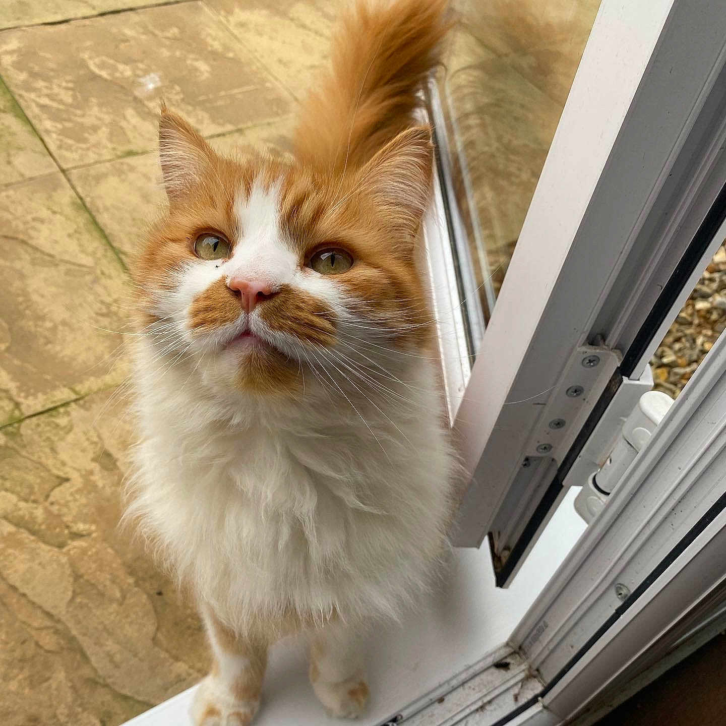 Basil joined the competition — help win amazing prizes! cat, orange_cat, white_fur, fluffy, pet, curious, doorstep, door_frame, outdoor, stone_patio, animal, whiskers, ears, tail, fur, close_up, looking_up, domestic_cat, cute, portrait