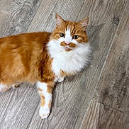 Basil is registered to the contest to win money with this photo: cat, orange_cat, white_fur, fluffy, pet, animal, indoor, wooden_floor, looking, curious, feline, cute, mammal, domestic, whiskers, ears, paws, lying_down, fur, portrait