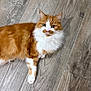 cat, orange_cat, white_fur, fluffy, pet, animal, indoor, wooden_floor, looking, curious, feline, cute, mammal, domestic, whiskers, ears, paws, lying_down, fur, portrait