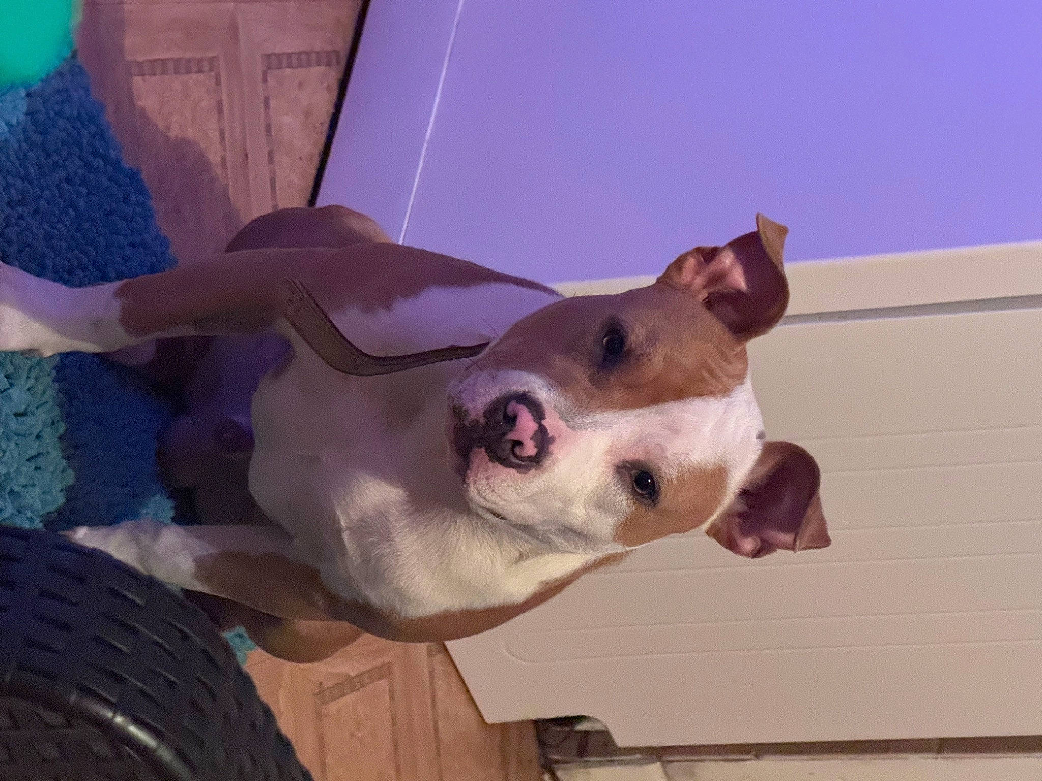 Simba a rejoint le concours — aidez-le/la à gagner de superbes lots ! canidae, carnivore, collar, companion_dog, dog, dog_breed, dog_collar, dog_supply, fawn, jaw, non_sporting_group, pet_supply, snout, sporting_group, tail, terrestrial_animal, whiskers, working_animal