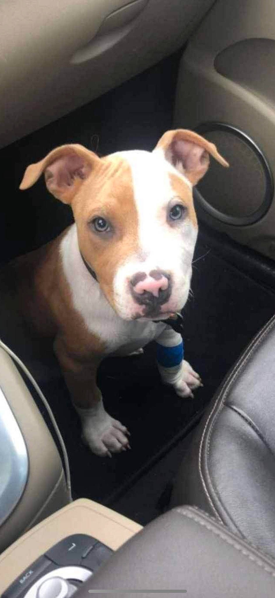 Simba participe au concours pour gagner de l'argent avec cette photo : ancient_dog_breeds, canidae, car_seat, carnivore, collar, companion_dog, dog, dog_breed, ear, fawn, fur, non_sporting_group, snout, sporting_group, terrier, whiskers, working_animal