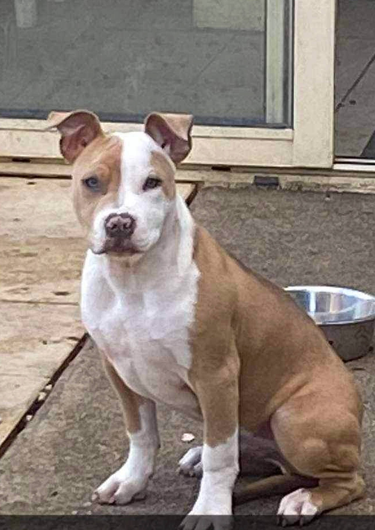 Simba a rejoint le concours — aidez-le/la à gagner de superbes lots ! ancient_dog_breeds, canidae, carnivore, collar, companion_dog, dog, dog_breed, dog_collar, fawn, non_sporting_group, snout, sporting_group, tail, terrestrial_animal, working_animal