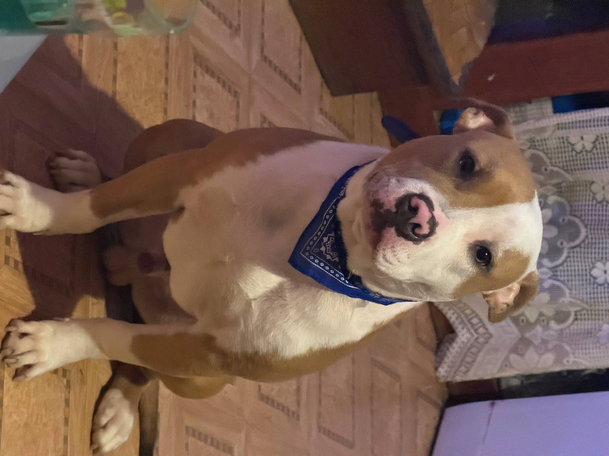 Simba a rejoint le concours — aidez-le/la à gagner de superbes lots ! canidae, carnivore, collar, companion_dog, dog, dog_breed, dog_supply, fawn, fur, non_sporting_group, pet_supply, snout, sporting_group, whiskers, wood, working_animal