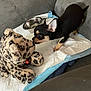 puppy, dog, toy, plush, leopard_print, training_pad, water_bowl, couch, curious, small_dog, black_and_tan, indoor, pet, animal, sniffing, young_dog, soft_toy, resting, close_up, cozy