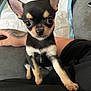Keena participe au concours pour gagner de l'argent avec cette photo : chihuahua, puppy, dog, small_dog, black_and_tan, pet, cute, ears, paw, tattoo, human_arm, indoor, couch, blanket, close_up, looking_at_camera, young, animal, companion, adorable