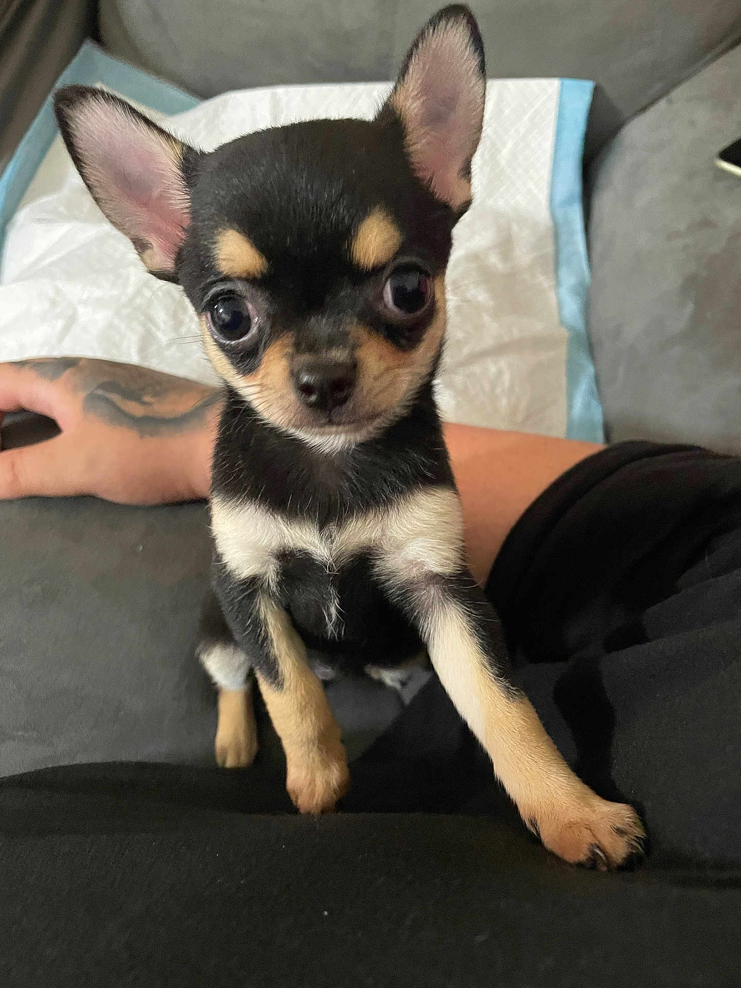 Keena participe au concours pour gagner de l'argent avec cette photo : chihuahua, puppy, dog, small_dog, black_and_tan, pet, cute, ears, paw, tattoo, human_arm, indoor, couch, blanket, close_up, looking_at_camera, young, animal, companion, adorable