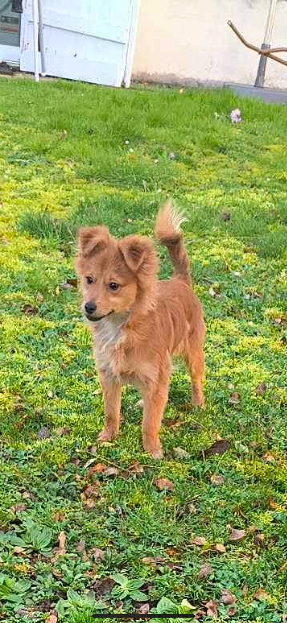 Filou a rejoint le concours — aidez-le/la à gagner de superbes lots ! canidae, carnivore, companion_dog, dog, dog_breed, fawn, grass, grassland, groundcover, pasture, plant, snout, soil, sporting_group, tail, terrestrial_animal, working_animal