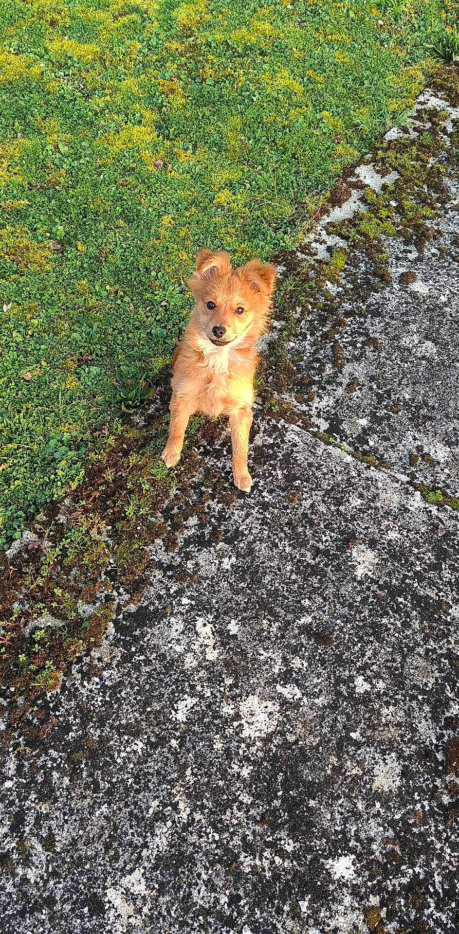 Filou a rejoint le concours — aidez-le/la à gagner de superbes lots ! asphalt, carnivore, companion_dog, concrete, dog, dog_breed, fawn, grass, groundcover, landscape, plant, road, road_surface, shadow, shrub, sidewalk, soil, tail, tar, terrestrial_animal